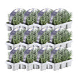 Livraison plante Lavande angustifolia - 12 packs de 6