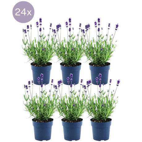 Livraison plante Lavande Angustifolia Felice® x 24