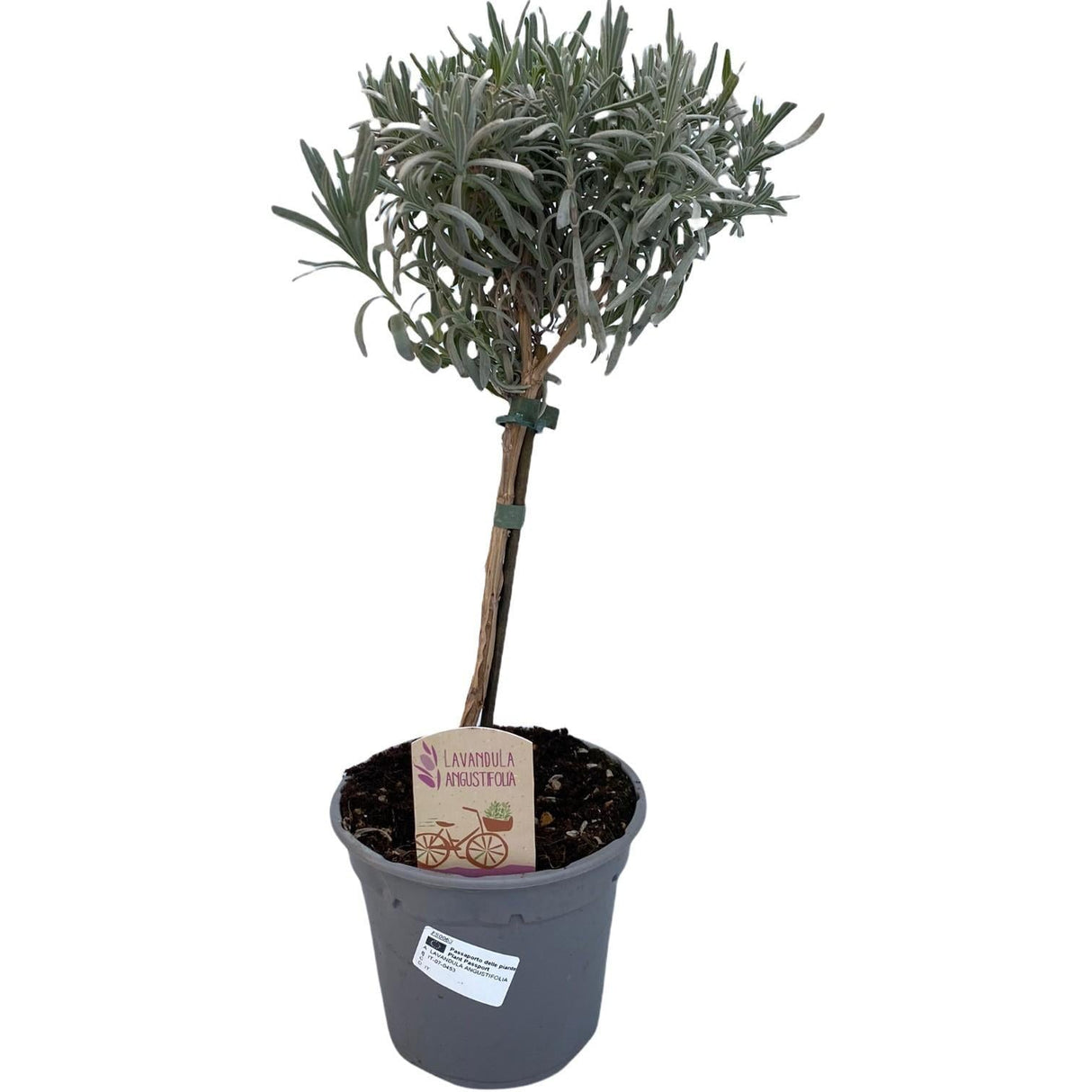 Livraison plante Lavande d14cm h45cm