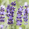 Lavendel (Lavandula Angustifolia) 'Hidcote'