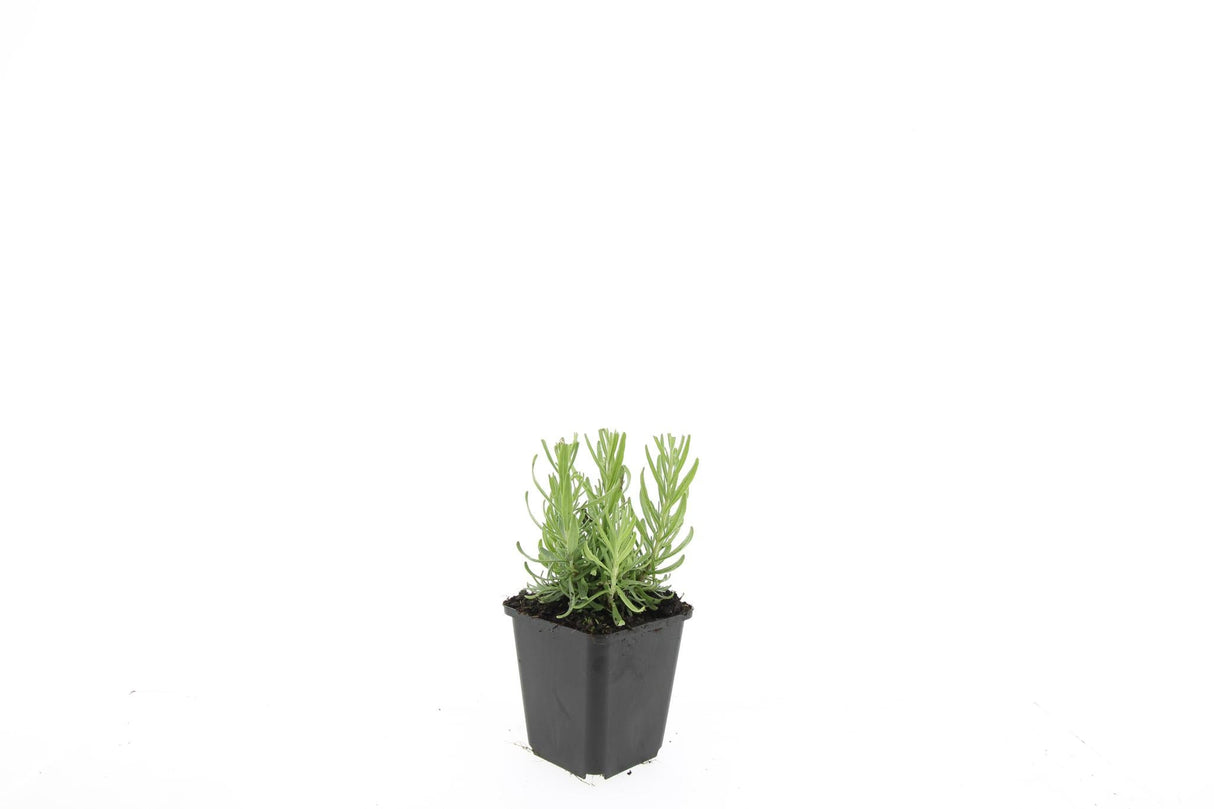 Livraison plante Lavande 'Hidcote' - Lot de 6