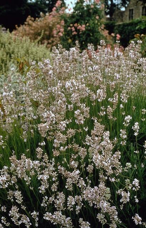 Livraison plante Lavande vraie blanche 'Edelweiss'