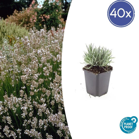 Livraison plante Lavande vraie blanche 'Edelweiss'