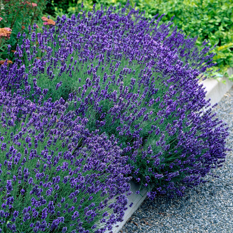 Livraison plante Lavandula Hidcote – Lot de 6 – Pot 17 cm – Hauteur 30 cm