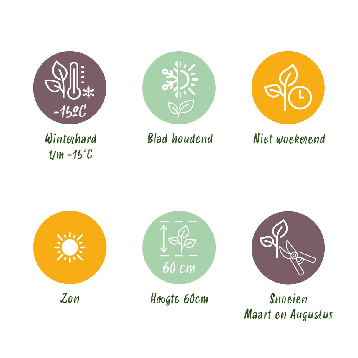 Livraison plante Lavandula Hidcote – Lot de 6 – Pot 17 cm – Hauteur 30 cm