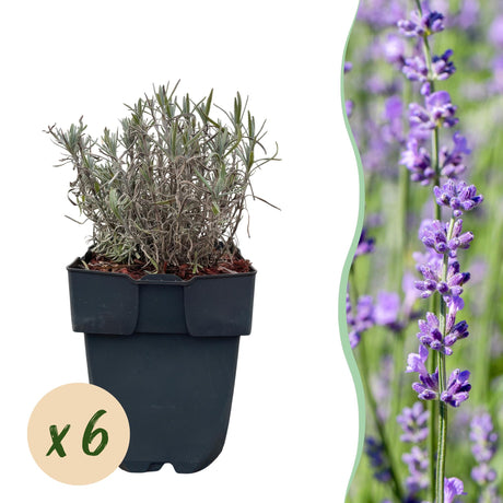 Livraison plante Lavandula Hidcote – Lot de 6 – Pot 17 cm – Hauteur 30 cm