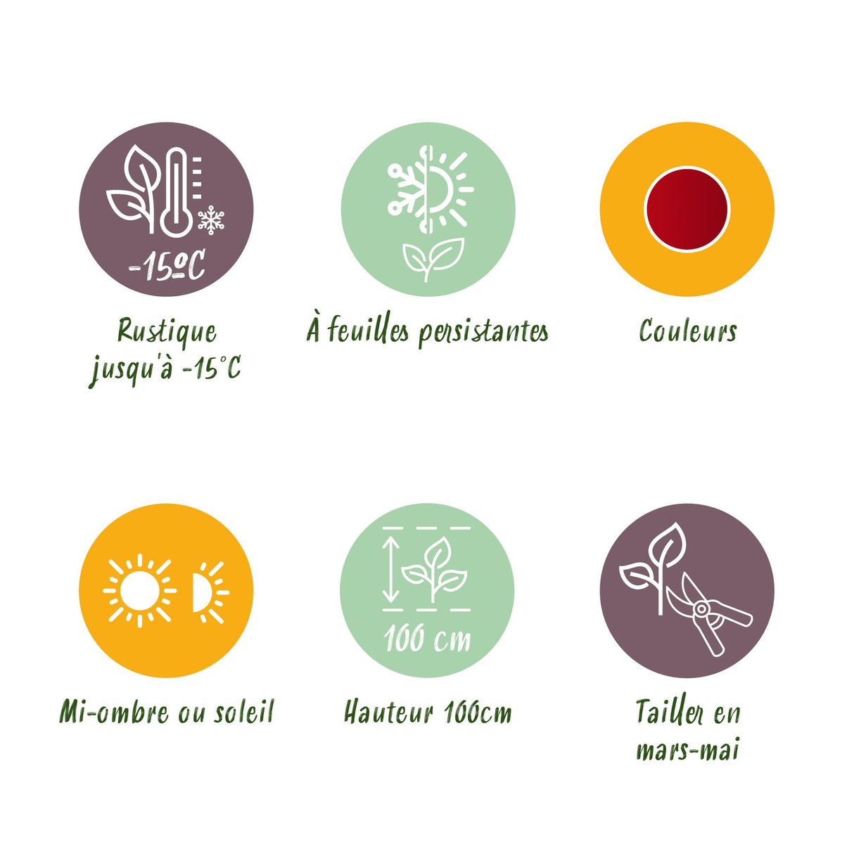 Livraison plante Leucothoe Burning Love – Lot de 2 – Pot 17cm – Hauteur 45 cm