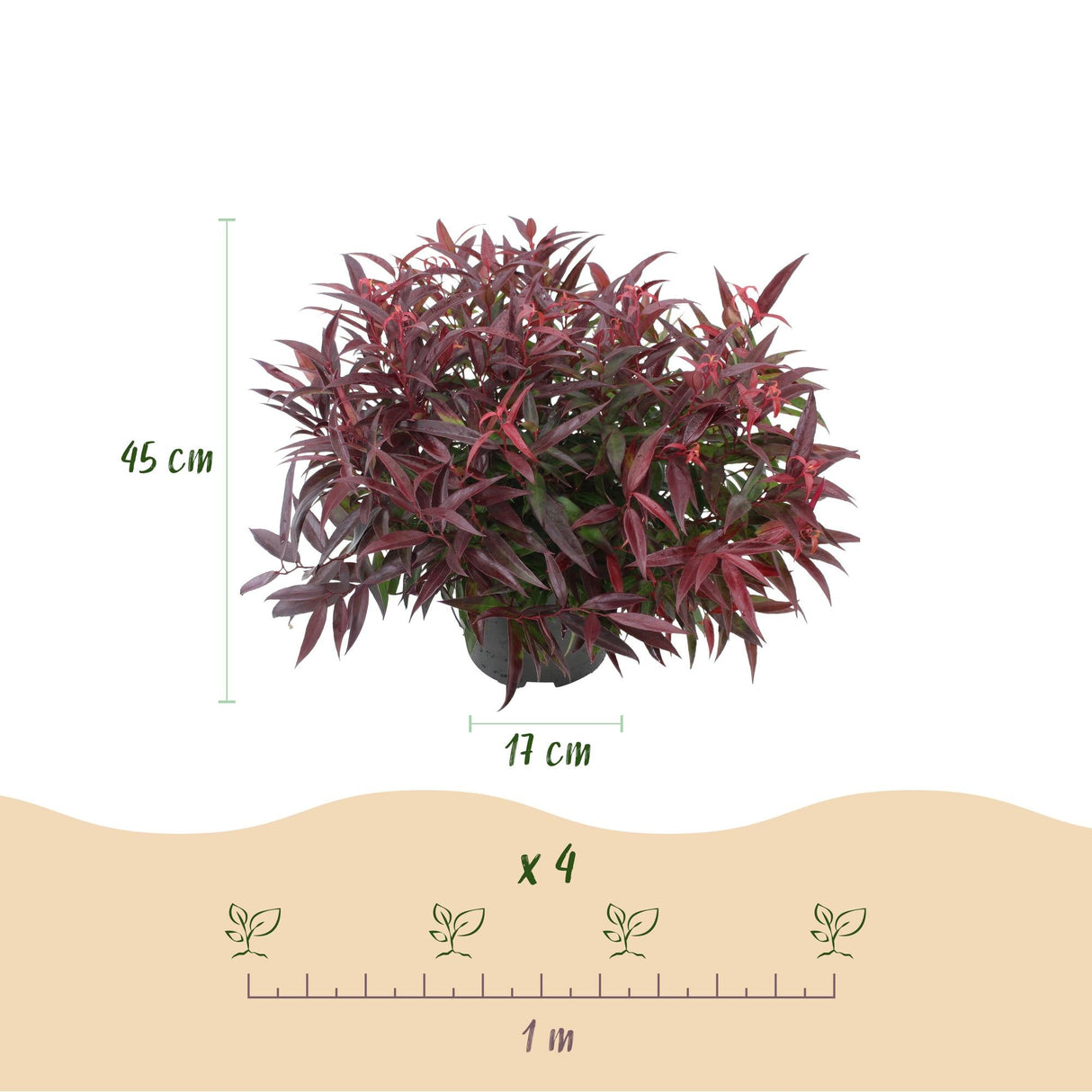 Livraison plante Leucothoe Burning Love – Lot de 2 – Pot 17cm – Hauteur 45 cm