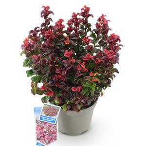 Livraison plante Leucothoe Curly Red – Lot de 1 – Pot 17 cm – Hauteur 40 cm
