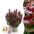 Livraison plante Leucothoe Curly Red – Lot de 2 – Pot 17 cm – Hauteur 40 cm