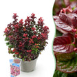 Livraison plante Leucothoe Curly Red x1