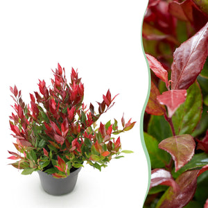 Livraison plante Leucothoe Little Flame – Lot de 1 – Pot 17cm – Hauteur 40cm