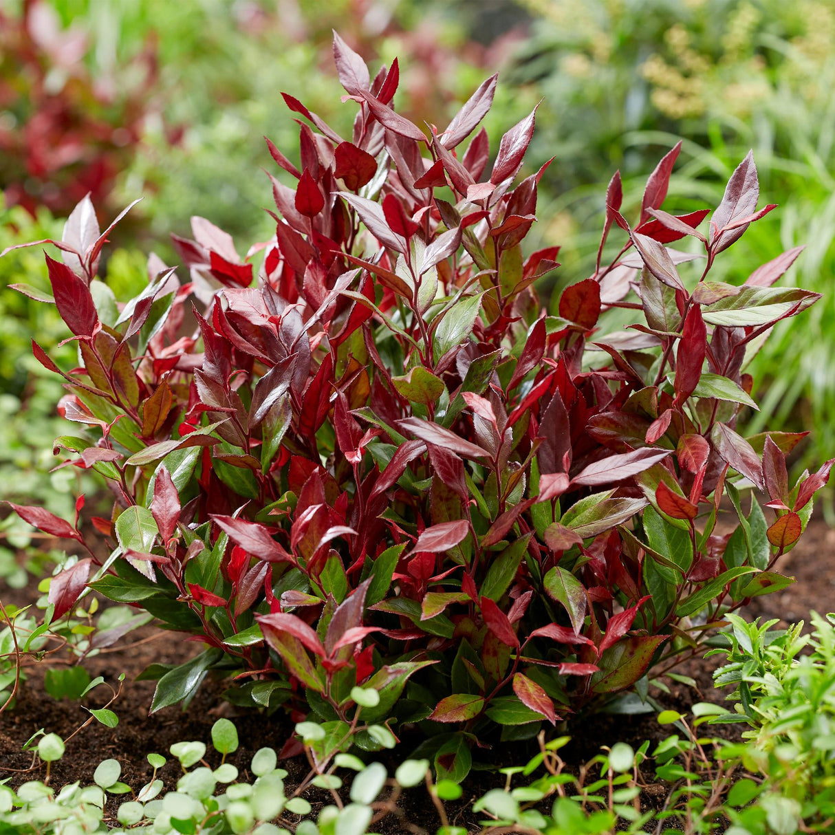 Livraison plante Leucothoe Little Flame – Lot de 2 – Pot 17 cm