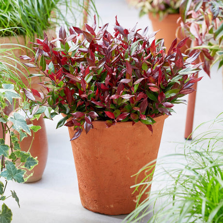 Livraison plante Leucothoe Little Flame – Lot de 2 – Pot 17 cm