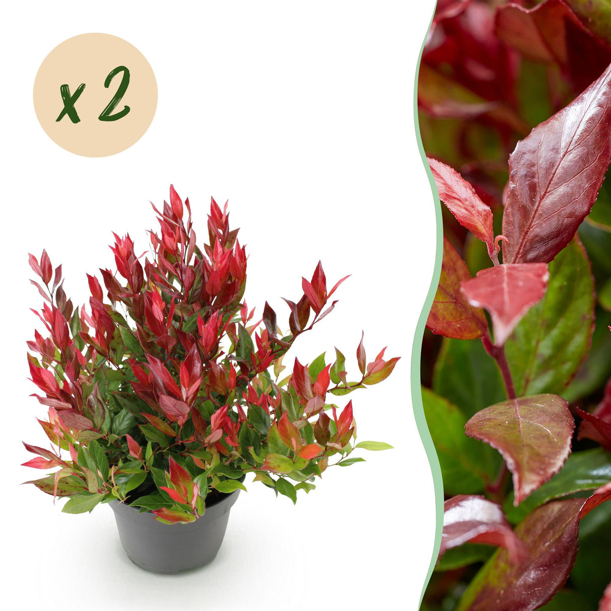 Livraison plante Leucothoe Little Flame x1