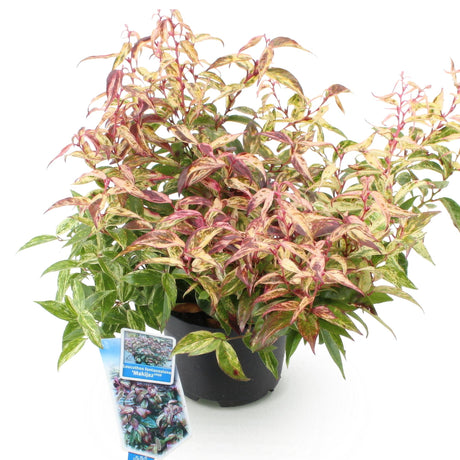 Livraison plante Leucothoe Makijaz – Lot de 1 – Pot 17 cm – Hauteur 45 cm