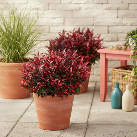 Livraison plante Leucothoe Zeblid – Lot de 2 – Pot 17 cm – Hauteur 45 cm