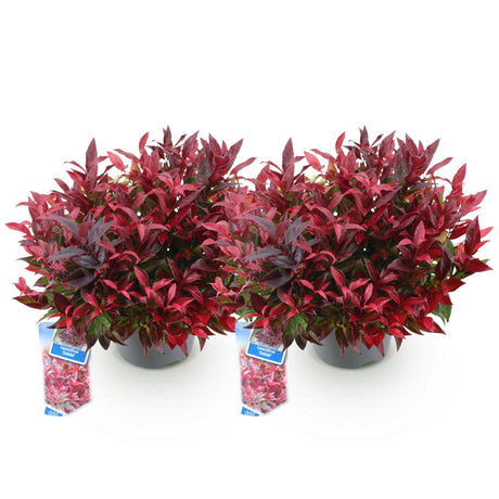 Livraison plante Leucothoe Zeblid – Lot de 2 – Pot 17 cm – Hauteur 45 cm