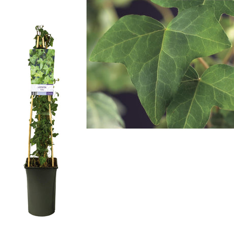 Livraison plante Lierre Hedera Helix d17cm h75cm