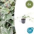 Livraison plante Lierre Hedera helix Glacier