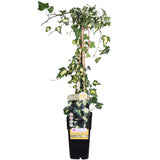 Livraison plante Lierre Hedera Helix 'Goldheart' - ↨65cm - Ø15 - plante d'extérieur