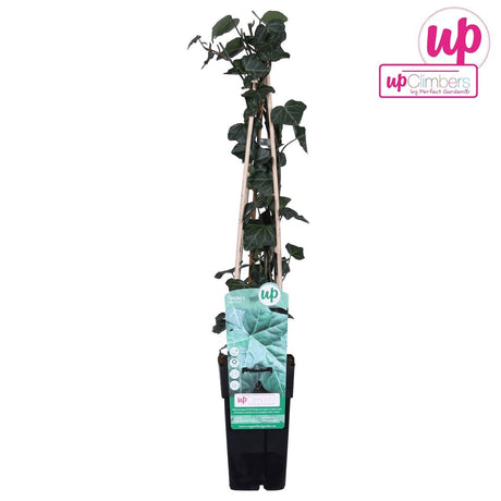 Livraison plante Lierre - Hedera Irish - ↨65cm - Ø15 - plante d'extérieur grimpante