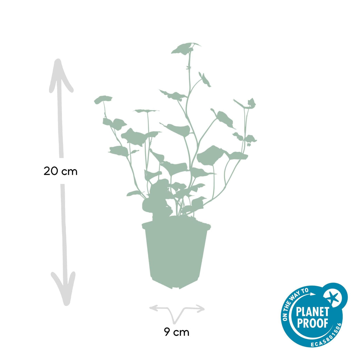 Livraison plante Lierre Hibernica 12xh20cm d9cm