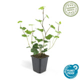 Livraison plante Lierre Hibernica 12xh20cm d9cm