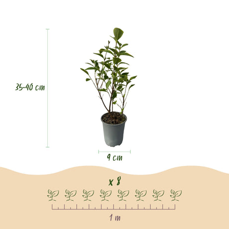 Livraison plante Ligustrum ovalifolium Aureum – Lot de 8 – Hauteur 35 - 40 cm