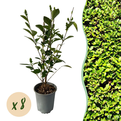 Livraison plante Ligustrum ovalifolium – Lot de 8 – Pot 9 cm – Hauteur 35 cm