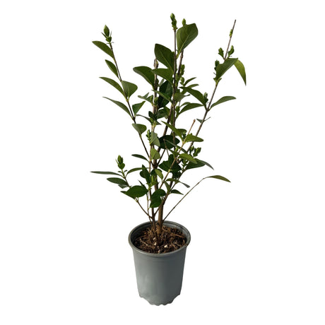 Livraison plante Ligustrum ovalifolium – Lot de 8 – Pot 9 cm – Hauteur 35 cm