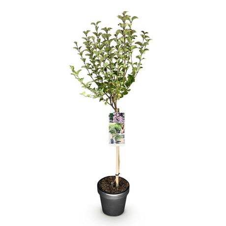 Livraison plante Lilas de Meyer Palibin – Pot 19 cm – Hauteur 90 cm