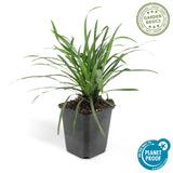 Livraison plante Liriope muscari 'Big Blue - 20x h25cm d9cm