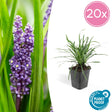 Livraison plante Liriope muscari 'Big Blue - 20x h25cm d9cm