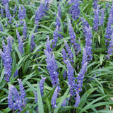 Livraison plante Liriope muscari 'Big Blue - 20x h25cm d9cm