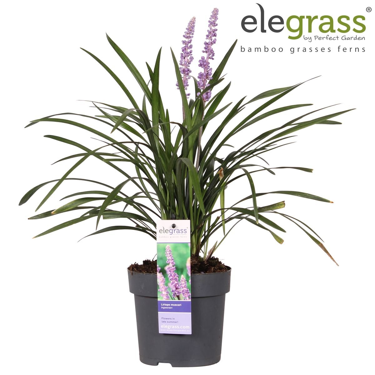 Livraison plante Liriope muscari 'Ingwersen'