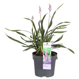 Livraison plante Liriope muscari 'Ingwersen'