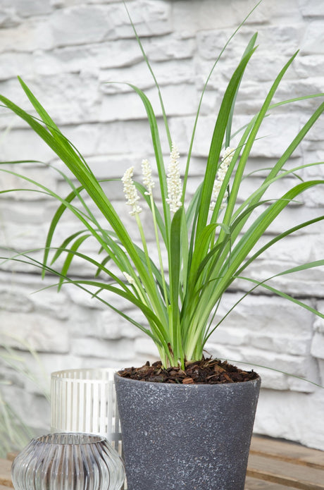 Livraison plante Liriope muscari 'Monroe White'