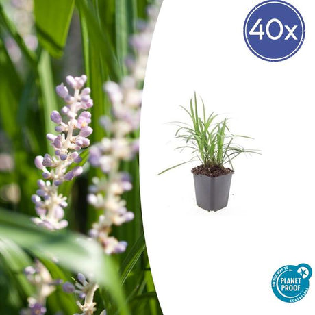 Livraison plante Liriope muscari Monroe White