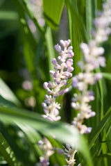 Livraison plante Liriope muscari Monroe White