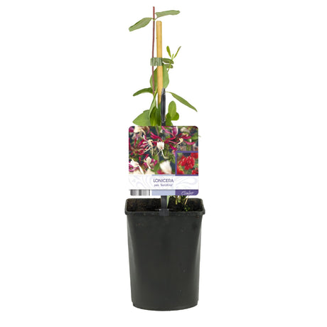Livraison plante Lonicera Serotina – Lot de 2 – Pot 11 cm – Hauteur 40 cm