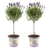 Livraison plante Lot de 2 arbustes de lavande Anouk® - d15cm - plante d'extérieur