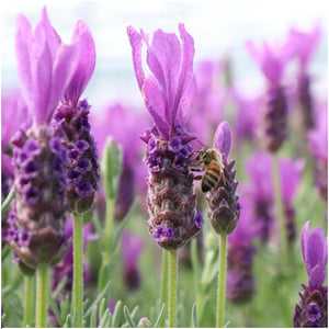 Livraison plante Lot de 2 arbustes de lavande Anouk® - d15cm - plante d'extérieur