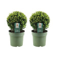 Livraison plante Lot de 2 Ilex crenata 'Jenny' Ø20cm