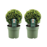 Livraison plante Lot de 2 Ilex crenata 'Jenny' Ø20cm