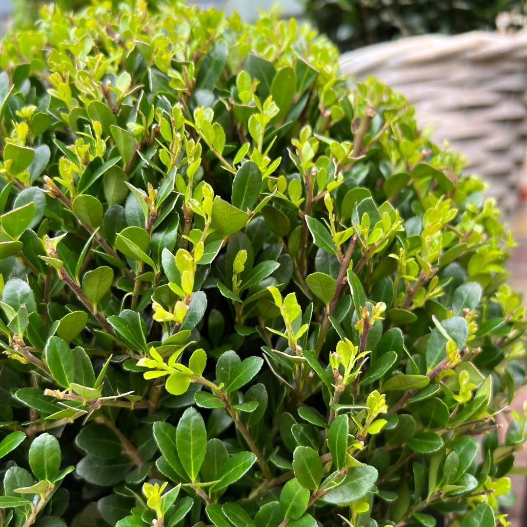 Livraison plante Lot de 2 Ilex crenata 'Jenny' Ø20cm