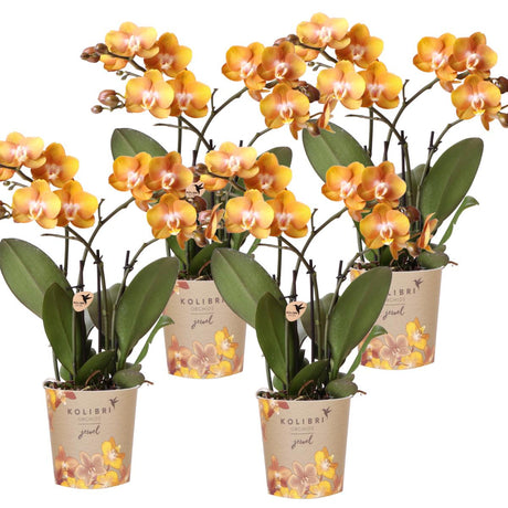 Livraison plante Lot de 4 orchidées Phalaenopsis orange - Las Vegas