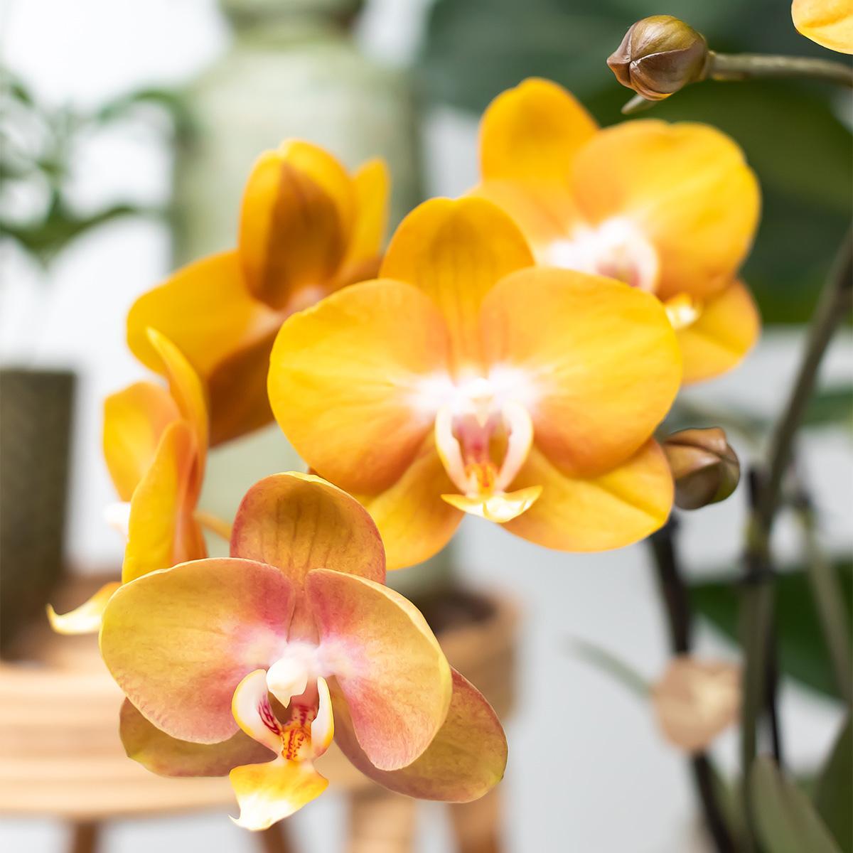 Livraison plante Lot de 4 orchidées Phalaenopsis orange - Las Vegas