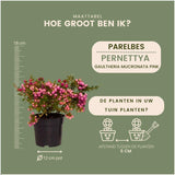 Livraison plante Lot de 6 gaulthéries mucronées rose - Pernettya mucronata Ø12cm | ↨20cm