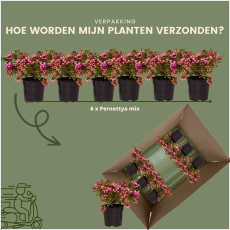 Livraison plante Lot de 6 gaulthéries mucronées rose - Pernettya mucronata Ø12cm | ↨20cm